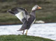 falklands flying steamer duck canvas back